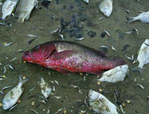 Mangrove jacks, bream, tiny catfish – all dead. 